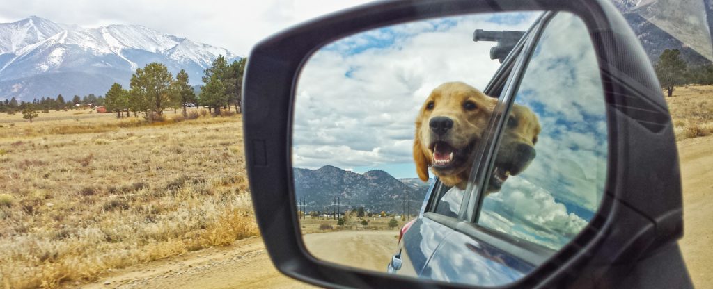 Coches para viajar con perro